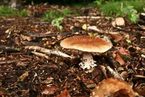 Mushrooms  in a forest Stock Photos