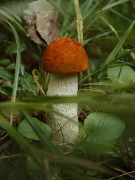 Mushrooms in the forest Stockfoto's