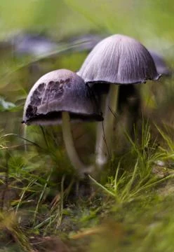 Mushrooms in forest Stock Photos