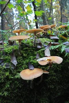 Mushrooms in the forest Stock Photos