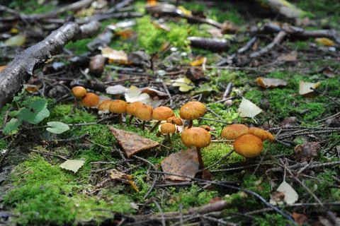 Mushrooms in the forest Stock Photos