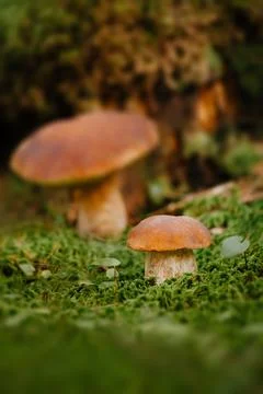 Mushrooms in the forest Foto stock