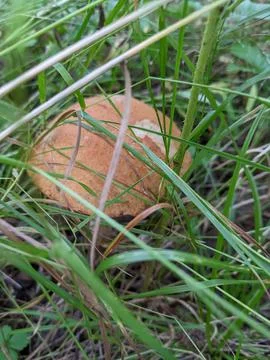 Mushrooms in the forest Stock Photos