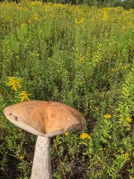Mushrooms in the forest Foto stock