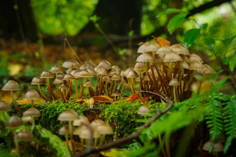 Mushrooms in forest Stock Photos