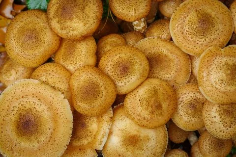 Mushrooms in forest Stock Photos