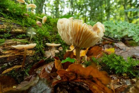Mushrooms in forest Stock Photos