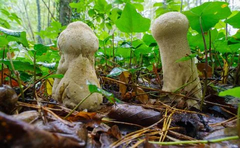 Mushrooms in forest Stock Photos