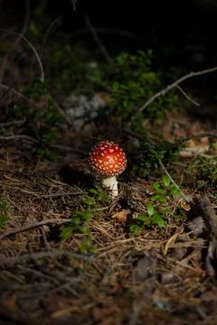 Mushrooms in the forest Stock Photos
