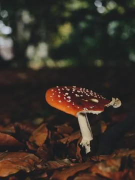 Mushrooms in the forest Stock Photos