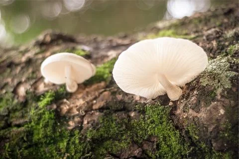Mushrooms in the forest Stock Photos