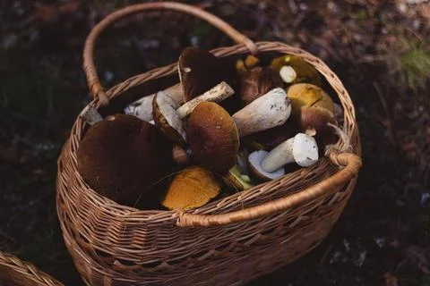 Mushrooms in the forest Stock Photos