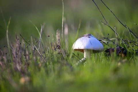 Mushrooms in the forest Stock Photos