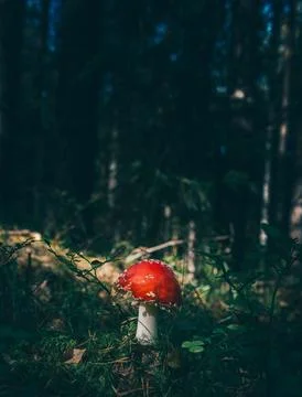 Mushrooms in the forest Stock Photos