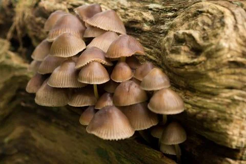 Mushrooms in the forest Stock Photos