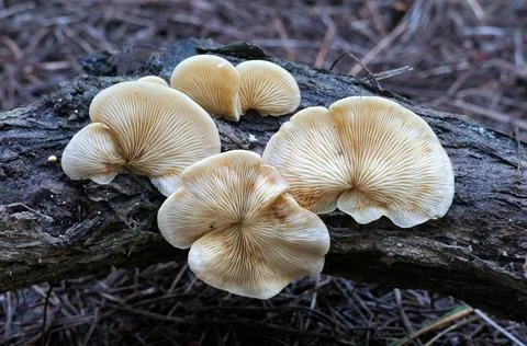 Mushrooms in the forest Stock Photos