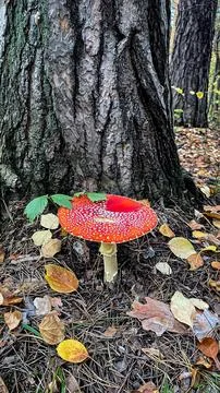 Mushrooms in the forest. Stock Photos