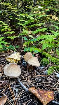 Mushrooms in the forest. Stock Photos