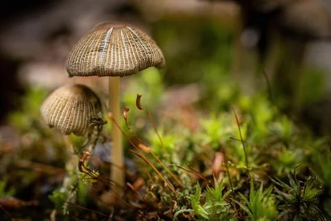 Mushrooms in the forest Stock Photos