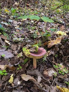 Mushrooms in the forest Stock Photos
