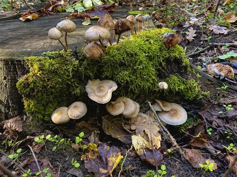 Mushrooms in the forest Foto stock