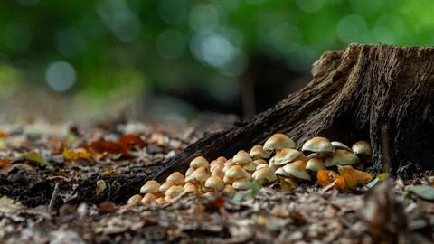 Mushrooms in the forest Stock Photos