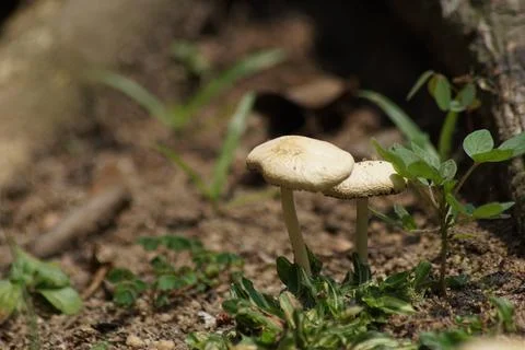 Mushrooms in the forest Foto stock