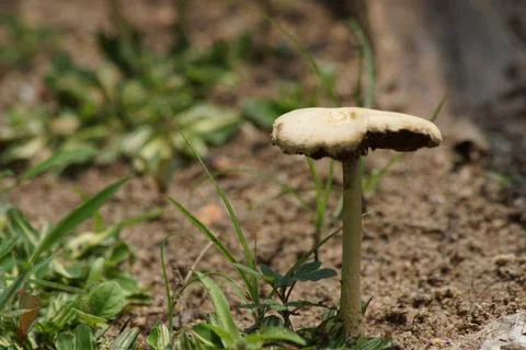 Mushrooms in the forest Stock Photos