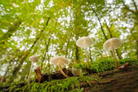 Mushrooms in forest Stock Photos