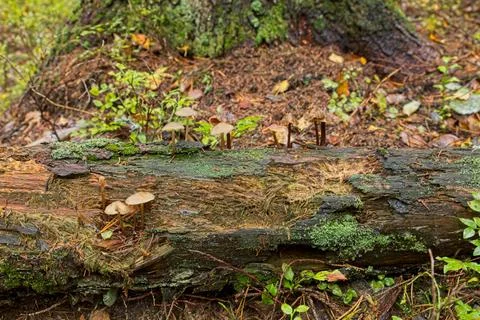 Mushrooms in forest. Foto stock