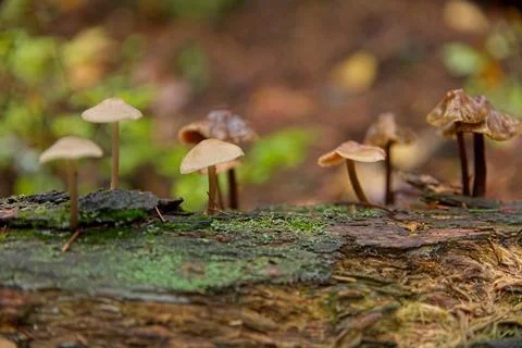 Mushrooms in forest. Stock Photos