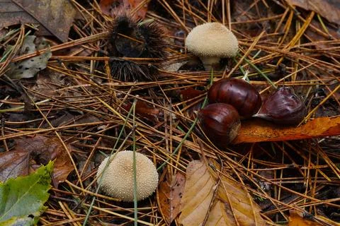 Mushrooms in the forest 스톡 사진