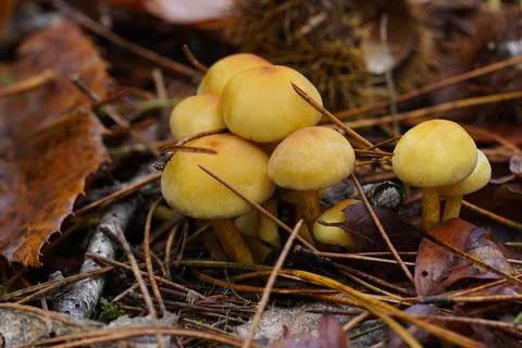 Mushrooms in the forest 스톡 사진
