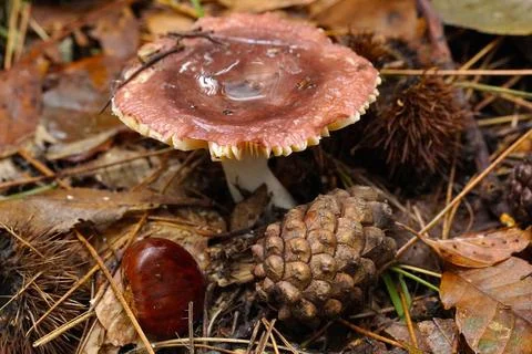Mushrooms in the forest 스톡 사진