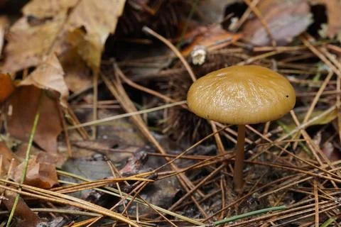 Mushrooms in the forest 스톡 사진