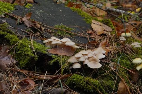 Mushrooms in the forest 스톡 사진