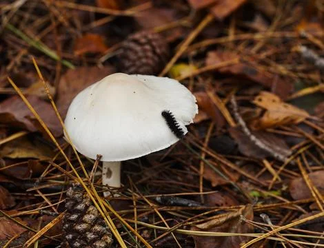 Mushrooms in the forest 스톡 사진
