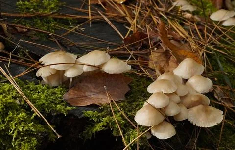 Mushrooms in the forest Photos