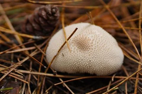 Mushrooms in the forest Stock-Fotos