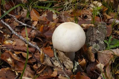 Mushrooms in the forest Stockfoto's