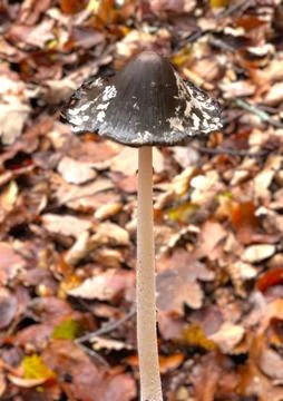 Mushrooms in the forest 스톡 사진