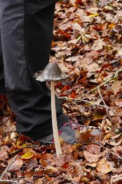 Mushrooms in the forest 스톡 사진