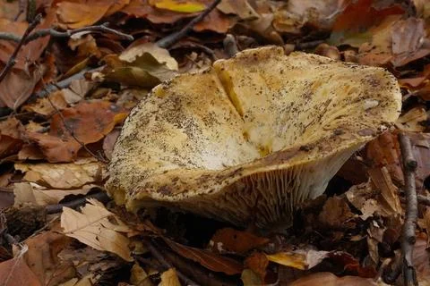 Mushrooms in the forest 스톡 사진
