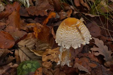 Mushrooms in the forest 스톡 사진