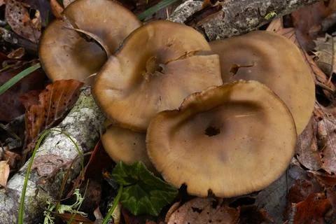 Mushrooms in the forest 스톡 사진