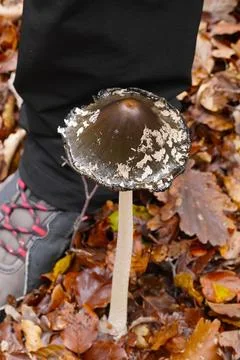 Mushrooms in the forest 스톡 사진