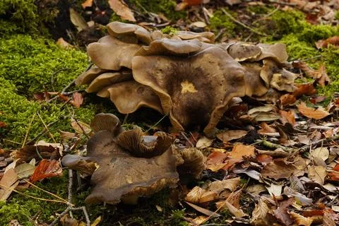 Mushrooms in the forest 스톡 사진