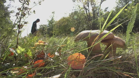 Mushrooms in the forest under sunlight. Stockbeeldmateriaal 104088307