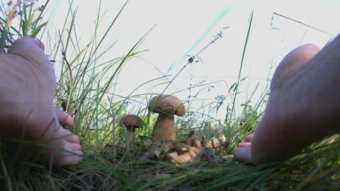 Mushrooms in the forest under sunlight. Stockbeeldmateriaal 104089307