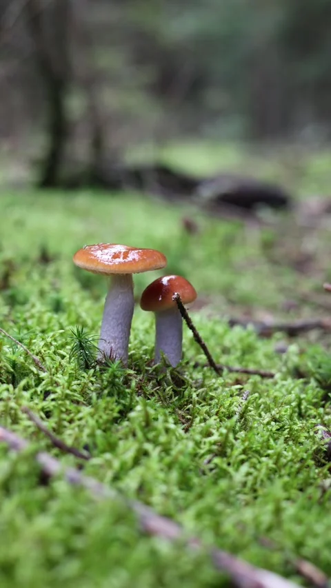 Mushrooms in the forest vertical video Stock Footage 288008522